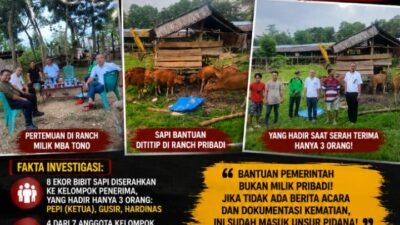 Pokir Anggota DPRD Mbatono Jadi Sorotan, Diduga Bantuan Bibit Sapi Desa Lalonggasu di kuasai Dalam Rens Pribadinya.Nama Penerima Jadi Tumbal Administrasi